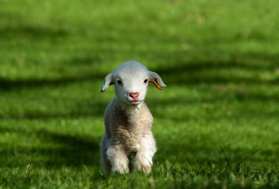 新美南吉：14岁创作30岁早逝，作品入选语文教材，以爱对抗苦