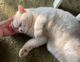 1668759727217032693.png image.png